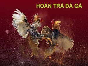 Hoàn trả đá gà siêu hấp dẫn dành cho cược thủ