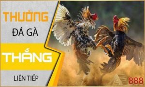 Thưởng đá gà thắng liên tiếp