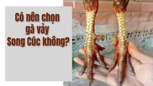 Có nên chọn dòng gà vảy song cúc không còn tùy thuộc vào mục đích, nhu cầu